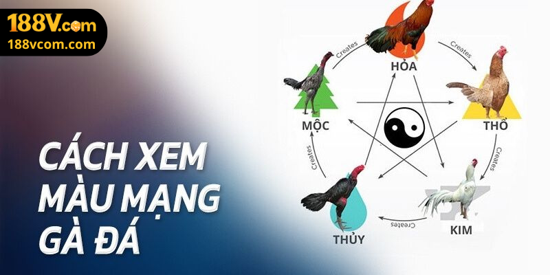 Nhận Diện Màu Mạng Gà Chọi Bàng Bảng Vàng Ngũ Hành 188v Trong 30 Giây